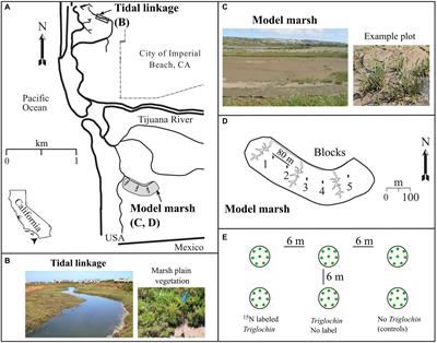 Salt marsh restoration surprise: A subordinate species accumulates and shares nitrogen while outcompeting salt marsh dominants